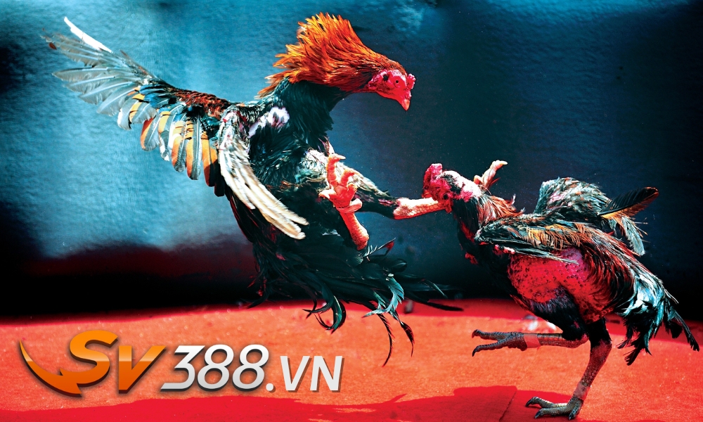 SV388 - Nhà cái dẫn đầu trong lĩnh vực cá cược đá gà